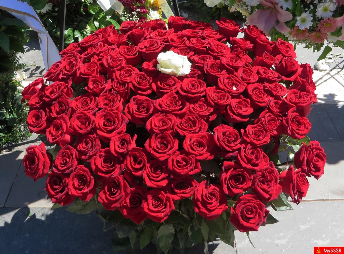 букет 1001 роза. сил 1 роз. букет роз 101 роза. огромные розы. 101 роза эксплорер.