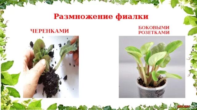 Фиалка узамбарская листовые черенки. Фиалка узамбарская черенок. Фиалка узамбарская листовые черенки. Фиалка способ размножения. Узамбарская фиалка корни.