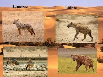 Шакал и гиена