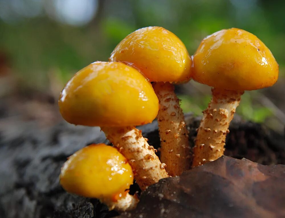 Желтая ли. Грибы опята желтые. Жёлтый гриб несъедобный. Опята съедобные желтые грибы похожие. Паутинник гриб желтый скользкий.