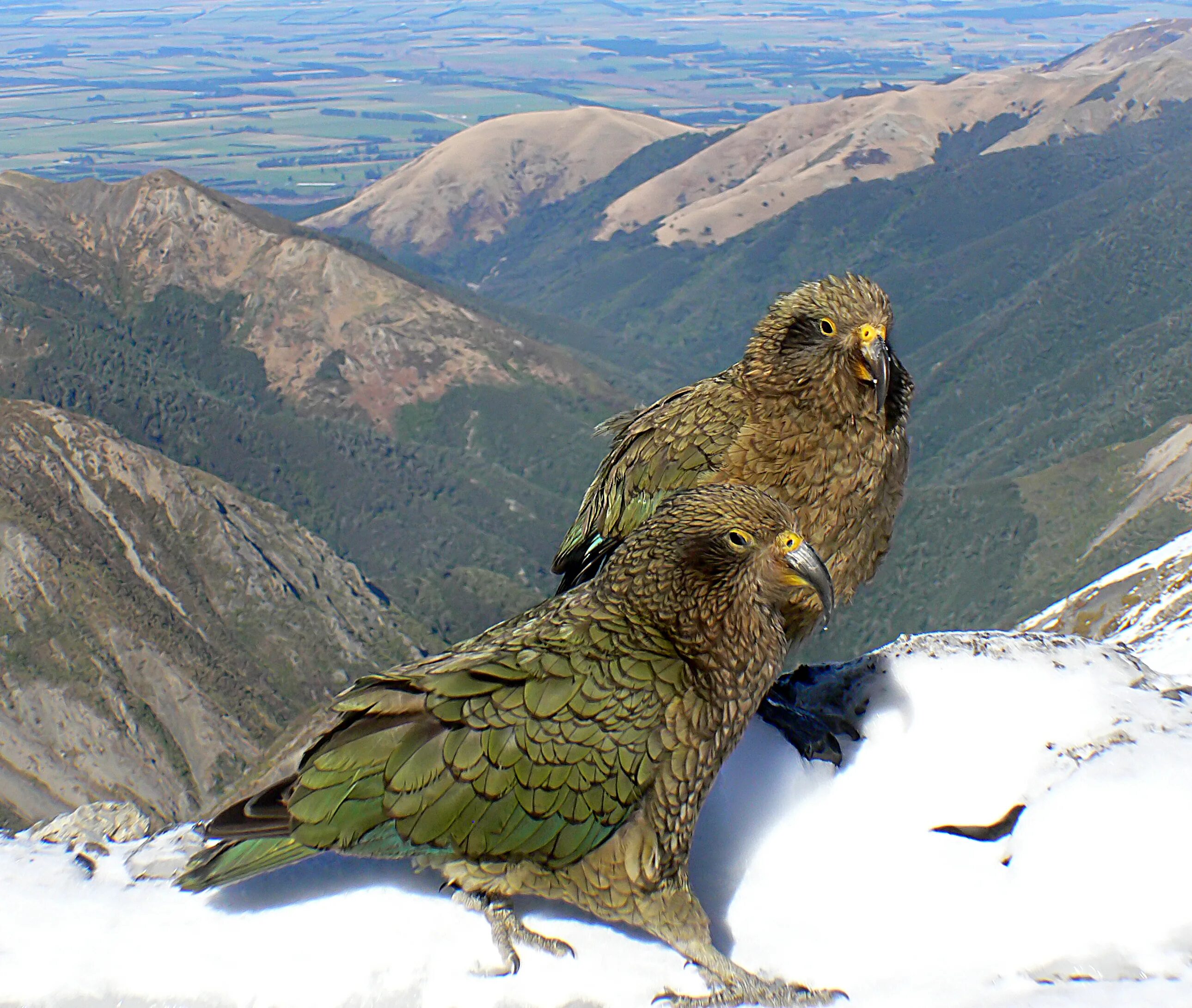 Кто живет на кавказе. Хищный попугай Кеа. Альпийский попугай Кеа. Кеа попугай охота на овец. Птицы Дагестана Беркут.