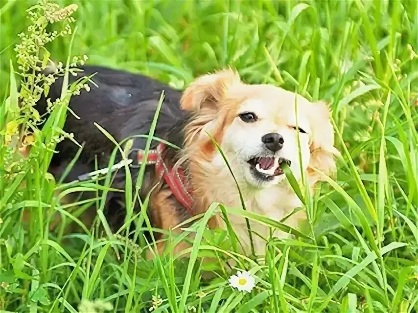 Собака кушает траву. Собаки раздирают на траве. Собака ест зелень. Зачем собаки едят траву