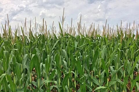 Силос урожайность