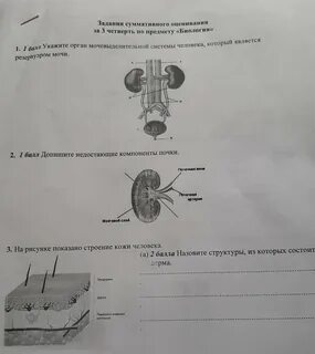 Соч биология 9 класс 3 четверть