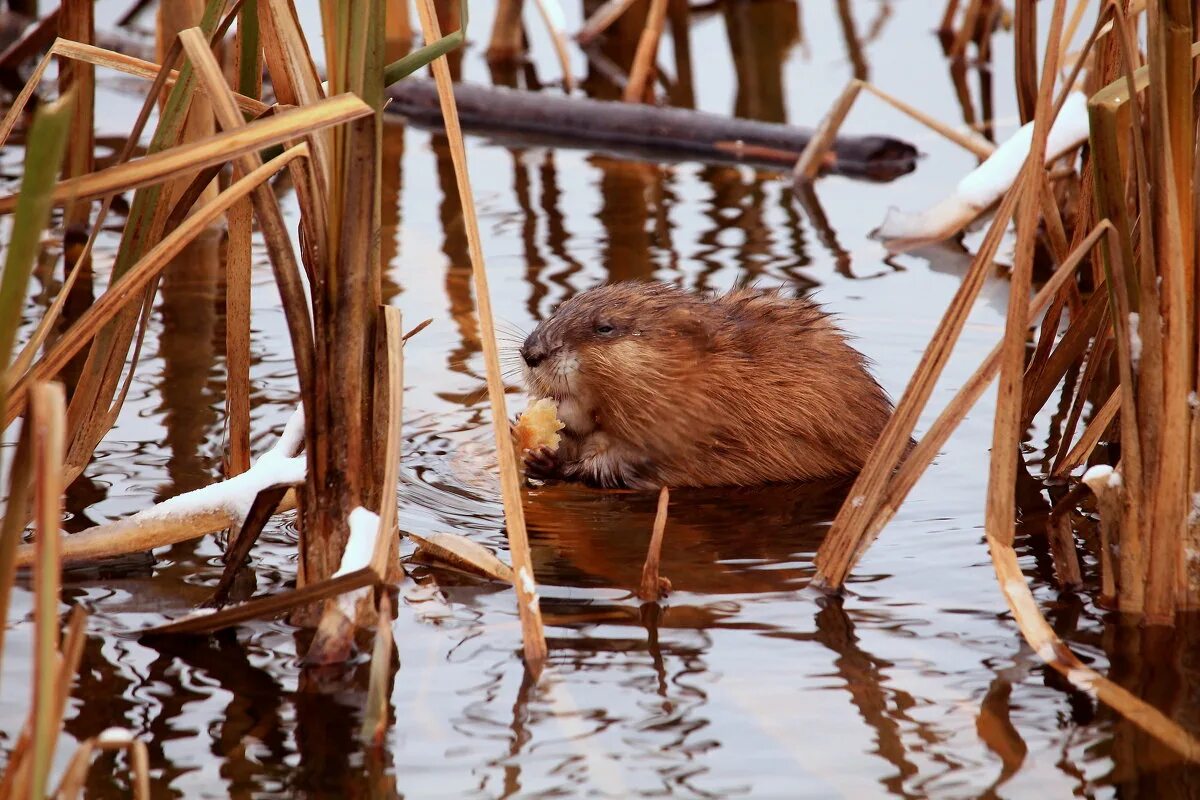 Бобр речной обыкновенный. Ондатры и барсуки. Енот полоскун в дикой природе. Речной бобр хвост. Обыкновенный бобр.