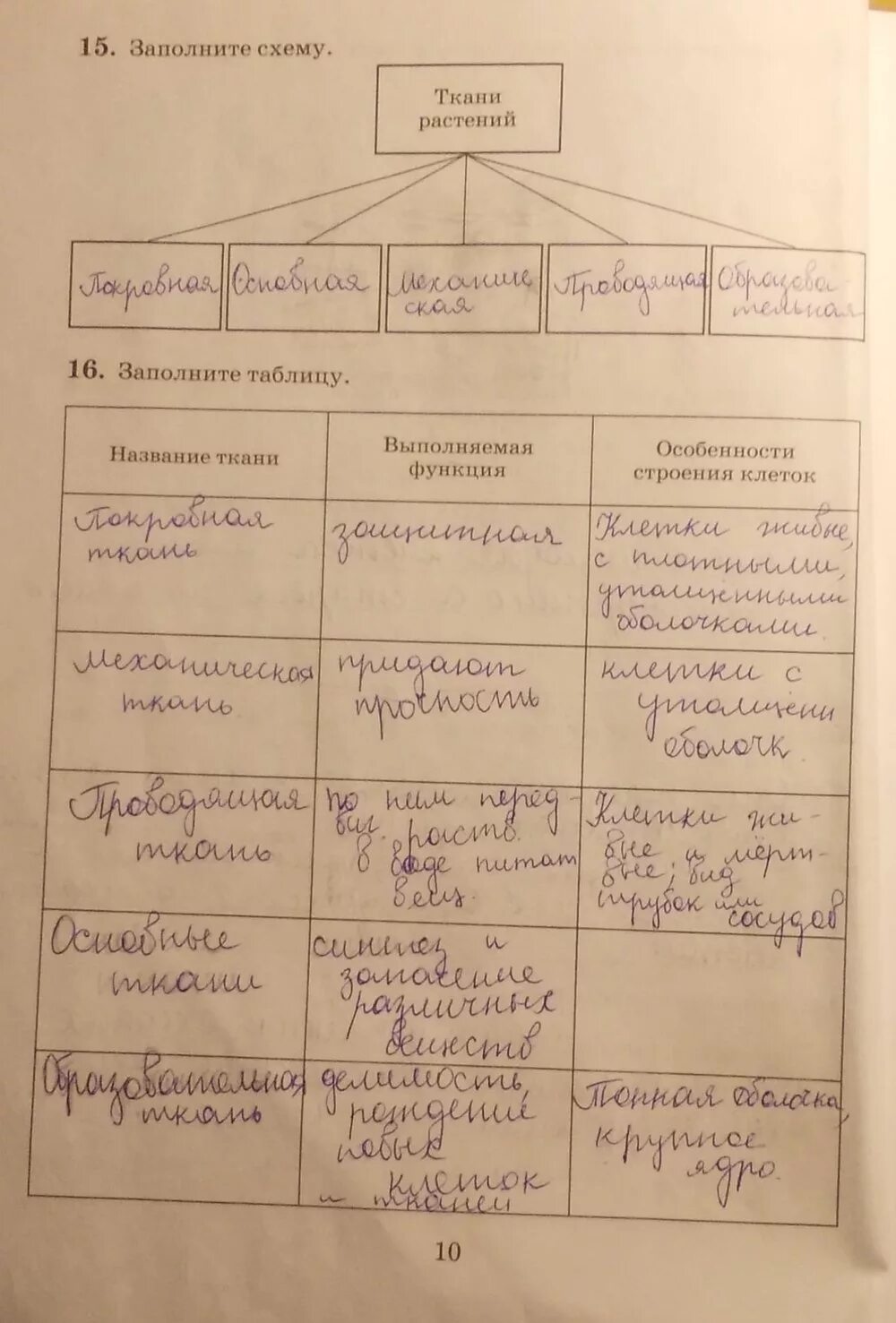 Биология 7 класс Пасечник параграф 6 таблица. Ткани растений таблица 5 класс по биологии рабочая тетрадь. Ткани растения 5 класс Пасечник таблица по биологии. Биология 6 класс таблица.