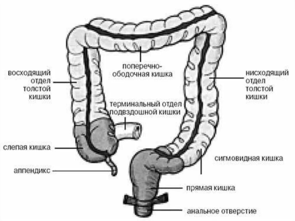 Название толстой кишки. Отделы толстой кишки схема. Наружное строение ободочной кишки. Анатомия ободочной и прямой кишки. Схема строения Толстого кишечника.