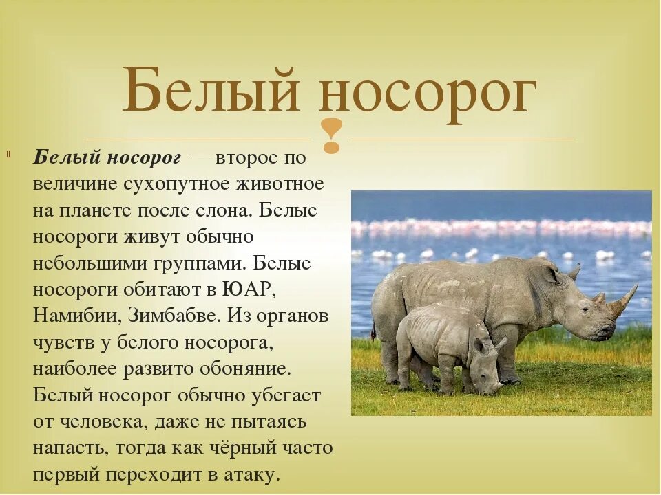 Носороги краткое содержание