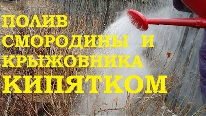 Когда поливать смородину горячей водой. Полив смородины кипятком. Обработка смородины кипятком. Полив горячей водой смородину и крыжовник весной. Обработка смородины весной кипятком.