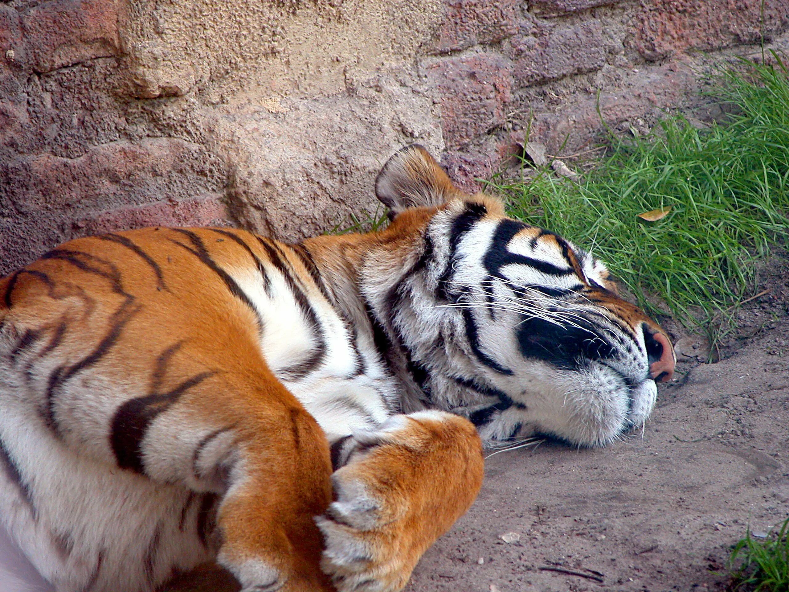 The tiger is large. Тигр. Спящий тигр. Тигр спит. Тигрица.