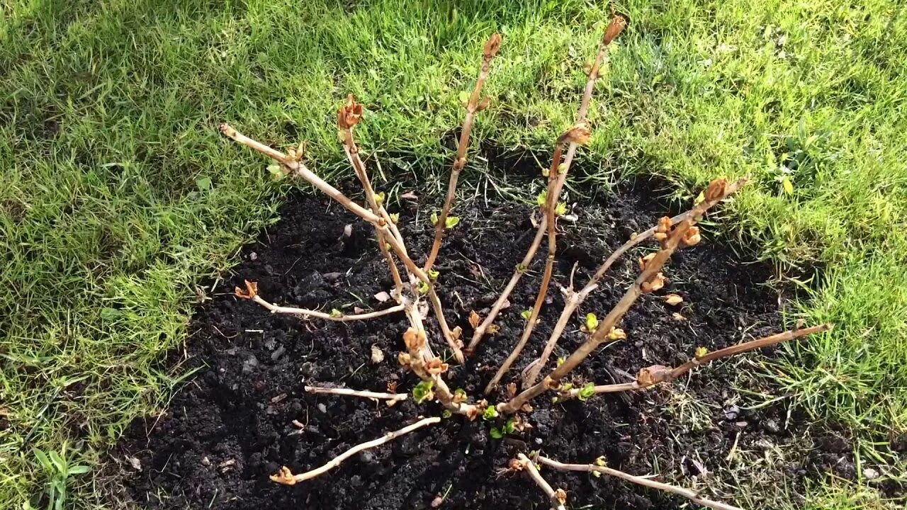 Как реанимировать розы после весенних заморозков