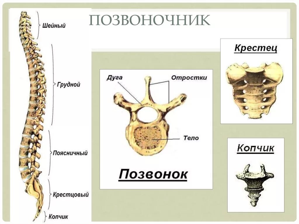 Скелет позвоночника человека анатомия позвонков. Скелет человека позвоночник копчик. Скелет туловища копчик и крестец. Поясничные позвонки крестец копчик анатомия.