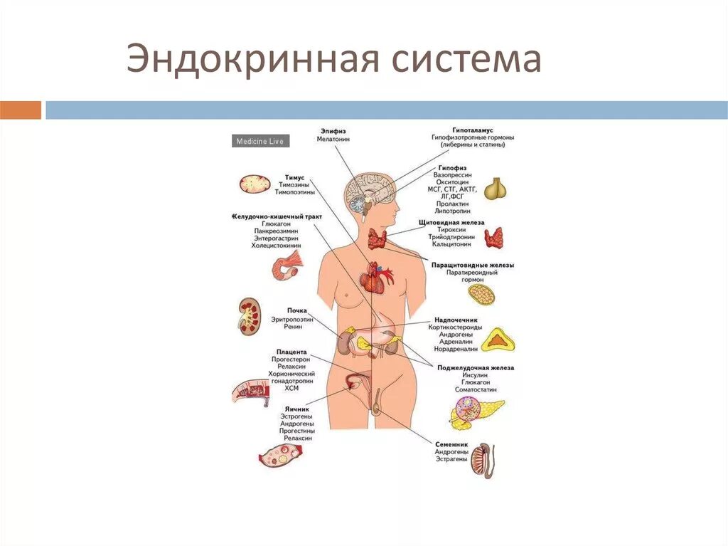 Эндокринная система человека гормоны. Эндокринная система человека строение и функции. Эндокринная система строение функция органы. Эндокринные железы человека строение и функции. Основные функции систем органов эндокринной системы.