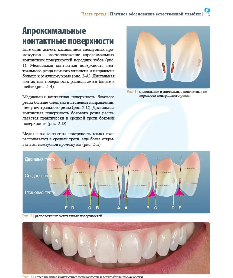 с. школа зубных техников книги. смирнов щербаков зуботехническое. анатомия зубов для зубных техников. морфология и анатомия зубов.