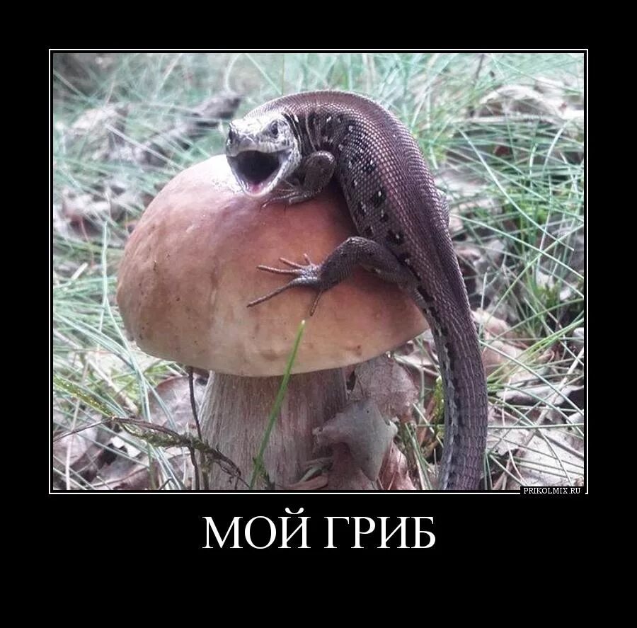 Звук это мой гриб. Дед гриб. Гриб мем. Это мой гриб я его. Обабок мем людмурик.