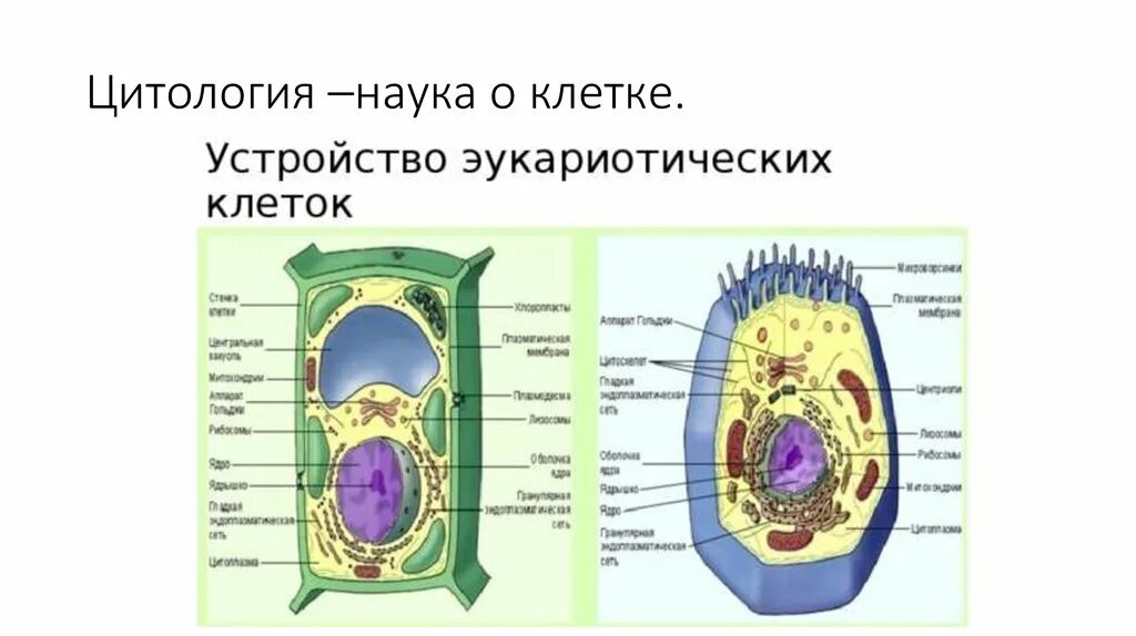 Цитология строение клетки. Основы цитологии строение клетки. Основы цитологии науки о клетке. Цитоплогия наука ок Летке. Науки биологии цитология