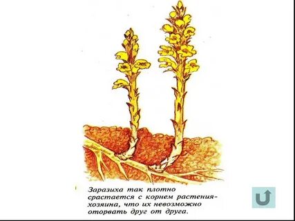 Заразиха белая тип питания