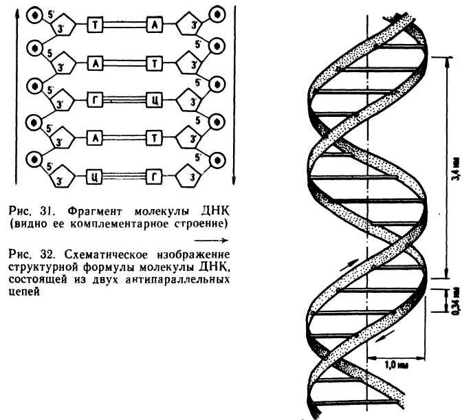 Структура молекулы ДНК схема. Схема строения молекулы ДНК. Схематическое строение молекулы ДНК. Структура двухцепочечной молекулы ДНК.