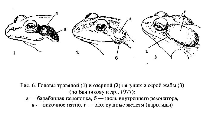 Слезные железы у земноводных. Ядовитые железы жабы. травяная лягушка строение. ядовитые железы у лягушек. барабанная перепонка лягушки.