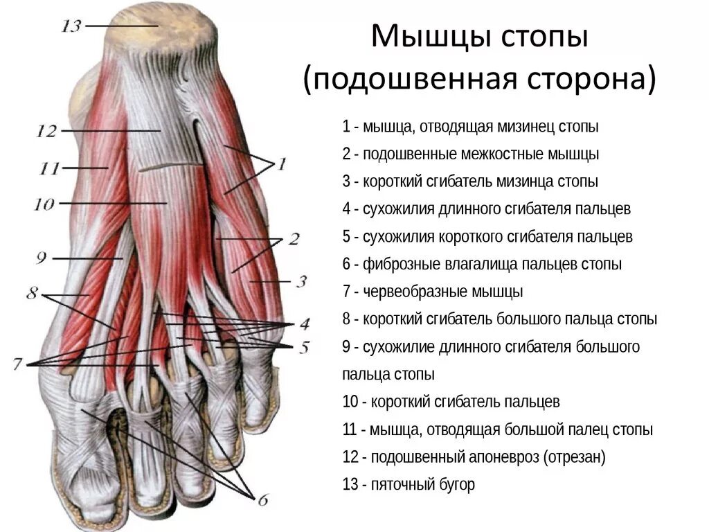 Средняя стопа. Мышцы стопы подошвенная группа. Мышцы подошвы стопы человека анатомия. Мышцы стопы анатомия подошвенная. Подошвенные межкостные мышцы стопы.