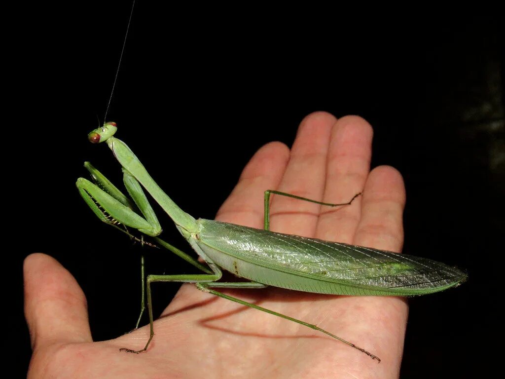 Крупный богомол. Богомол обыкновенный. Жук богомол. Ischnomantis Gigas богомол. Giant praying Mantis.