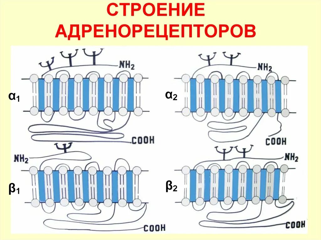 Альфа и бета адренорецепторы. Строение Альфа адренорецепторов. Альфа и бета адренорецепторы схема. Бета адренорецепторы строение. Строение адренергического рецептора.