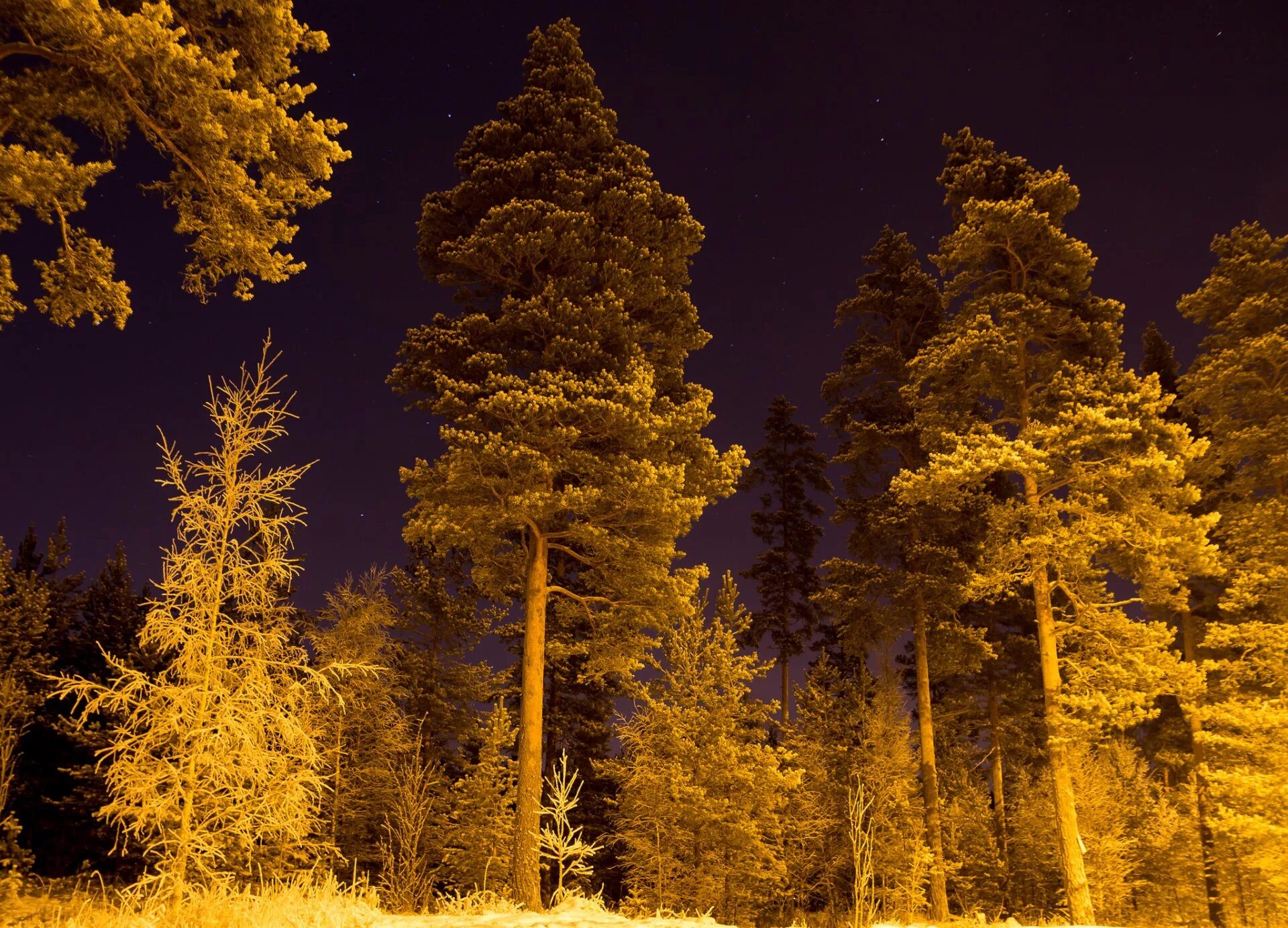 Еловый лес. Сосны ночью. Сосны в ночном лесу. Сосна зимой ночью.