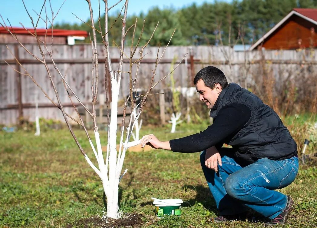 Побелка штамбов деревьев. Дуб канадский краснолистный. Клен остролистный осенью. Клен остролистный осень. Молодые деревья осенью.