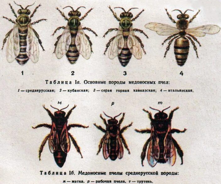 Отношения между крапивницей и домашней пчелой. Породы медоносных пчел. Породы домашних пчел в России. Внешние отличия пород пчел. Матка среднерусской пчелы.