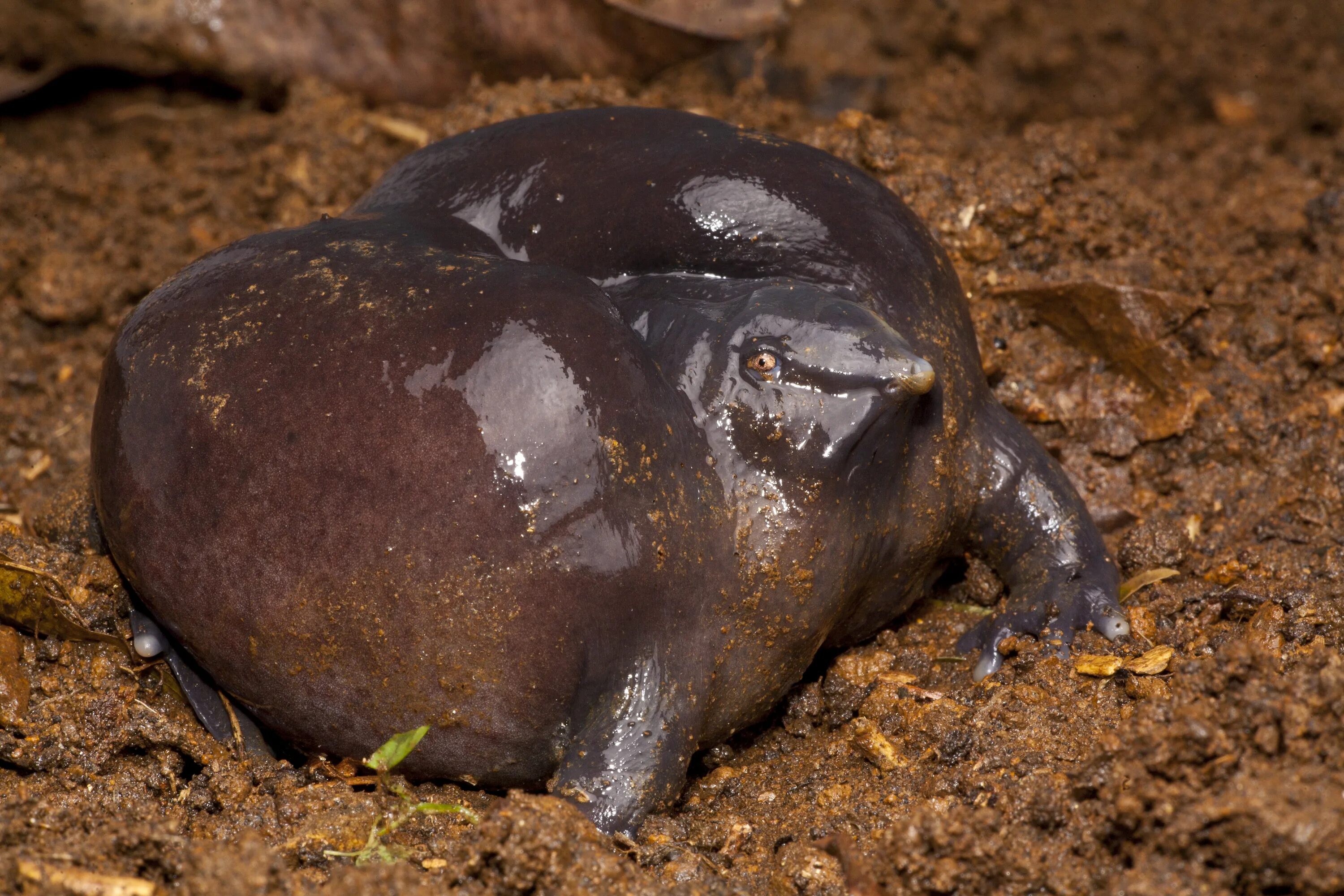 Самые таинственные животные. Пурпурная свиноносая лягушка. Насикабатрачус сахядренсис лягушка. Индийская пурпурная лягушка.