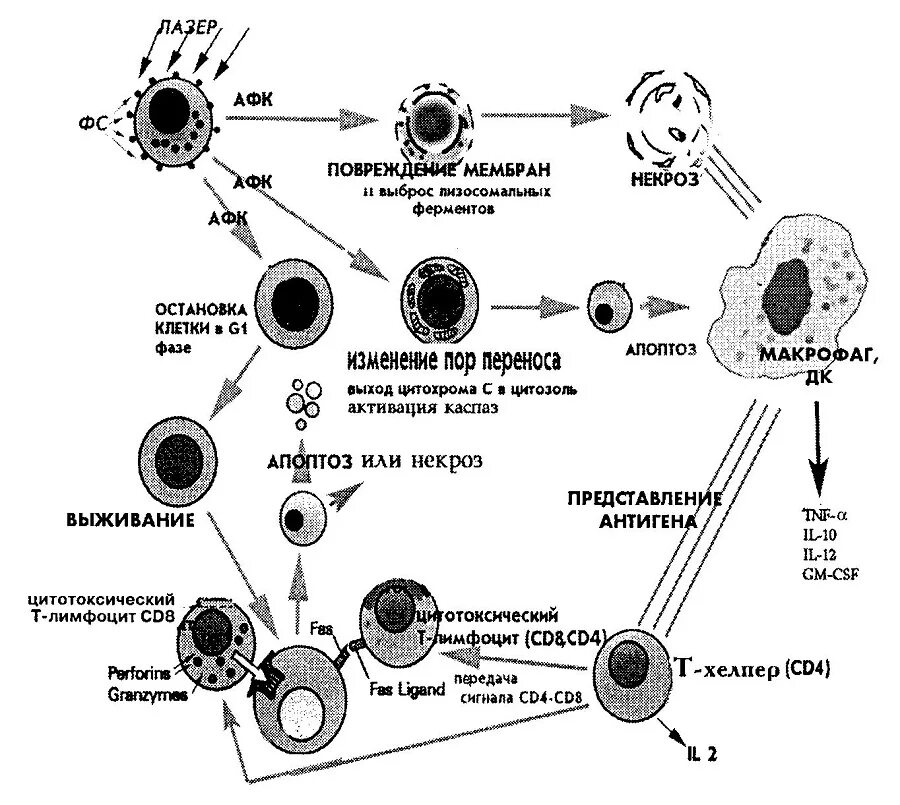 Наличие иммунного ответа. Механизм клеточного иммунитета схема. Схема клеточного иммунного ответа иммунология. Схема взаимодействия иммунокомпетентных клеток в иммунном ответе. Фазы иммунного ответа схема.