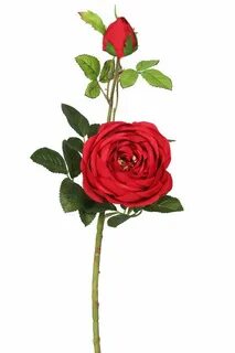 Rose 24