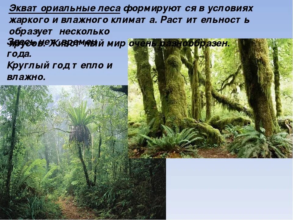 Ярусность влажного тропического леса. Ярусы экваториального леса Африки. Растительный мир влажных экваториальных лесов. Растительность влажных экваториальных лесов. Природная зона влажные экваториальные леса особенности климата