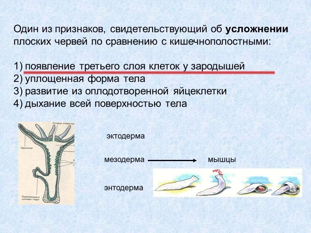 Черты усложнения организации. Сравнение кишечнополостных и плоских червей. Усложнение плоских червей по сравнению с кишечнополостными. Появление третьего слоя клеток в зародыше червей. Плоские черви по сравнению с кишечнополостными.