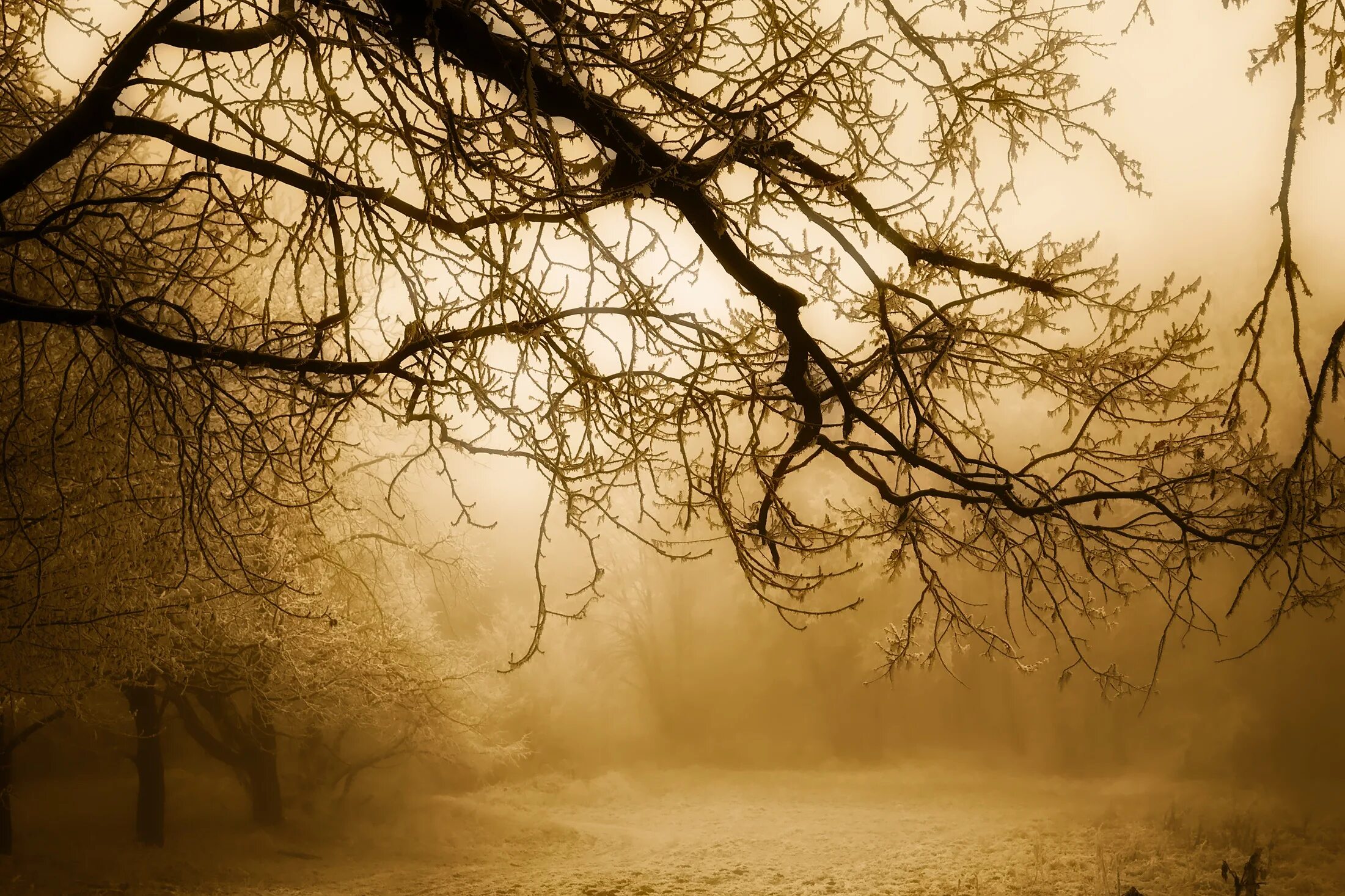 Ветвь туманного дерева. Картинки осени красивые природа. Осенняя погода на природе.