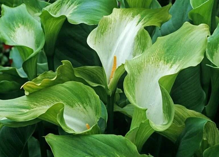 Калла зантедеския зелёная. Калла зантедеския zantedeschia aethiopica. Каллы эстетика. Калла зеленая цветок. Зеленые каллы цветы.