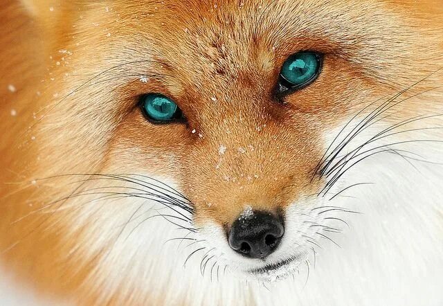 Глаза лисы 58 фото - ZooClever.ru