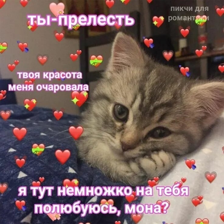 Сердечками миленькие фоточки. Комплименты с котиками. Милые картиночки с надписями. Жду твоего сообщения. Миленький ответ.