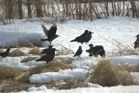 Текут ручьи летят грачи