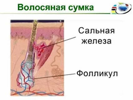 Волосяные сумки расположены в каком слое