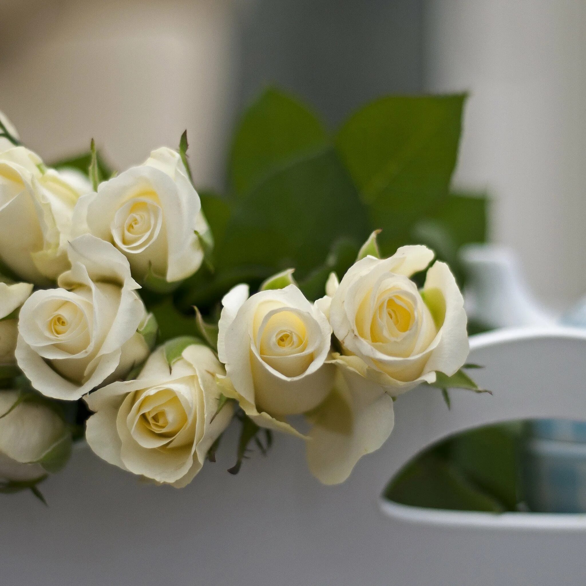Белые цветы. С добрым утром девушке. Пожелания с добрым утром любимой девушке. Букет белых роз на столе.