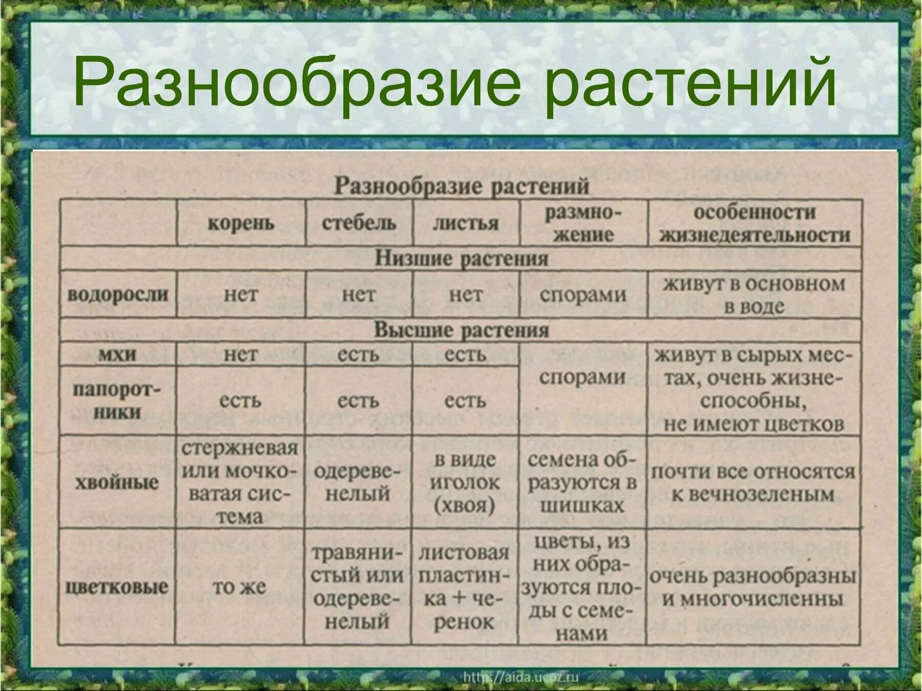 Разнообразие растений. Многообразие растений таблица. Таблица разнообразие растений. Разнообразие растений 3