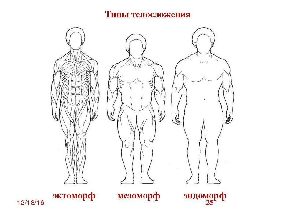 Тип тела 8. Строение тела мезоморф эктоморф. тип телосложения эктоморф эндоморф. типы телосложения эктоморф мезоморф эндоморф. типы фигуры мезоморф эктоморф.