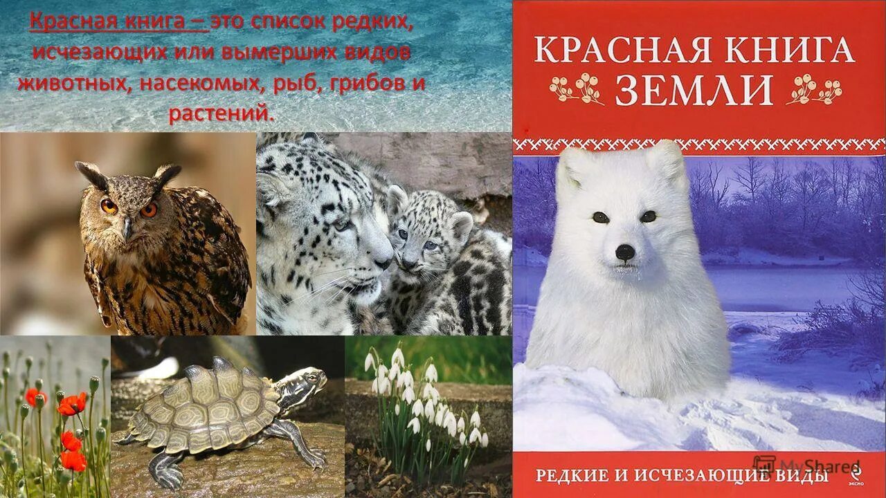 Какие животные занесены в красную книгу московской