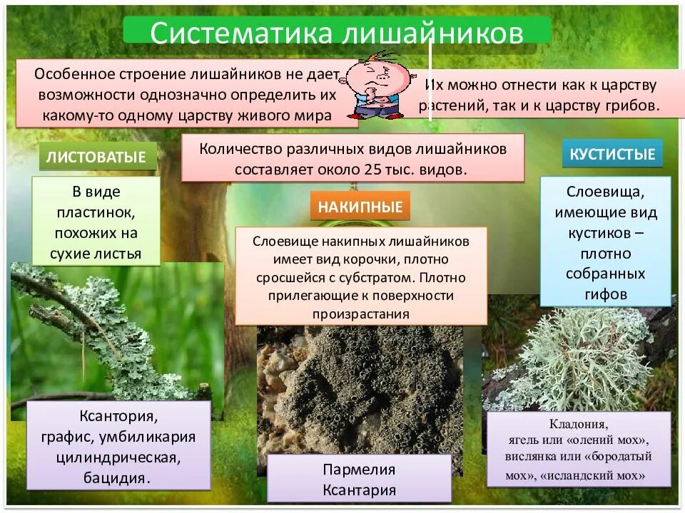 Лишайник животное растение выпадающий признак. Накипные лишайники строение. Строение накипных лишайников. Характеристика накипных лишайников. Лишайники накипные листовые кустистые.