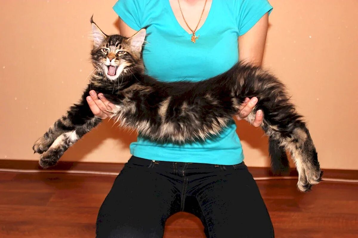 Большие кошки мейн кун. Мейн кун 20 кг. Большая кошка мейн кун. Кошка мейн кун. Размер взрослого мейн куна.