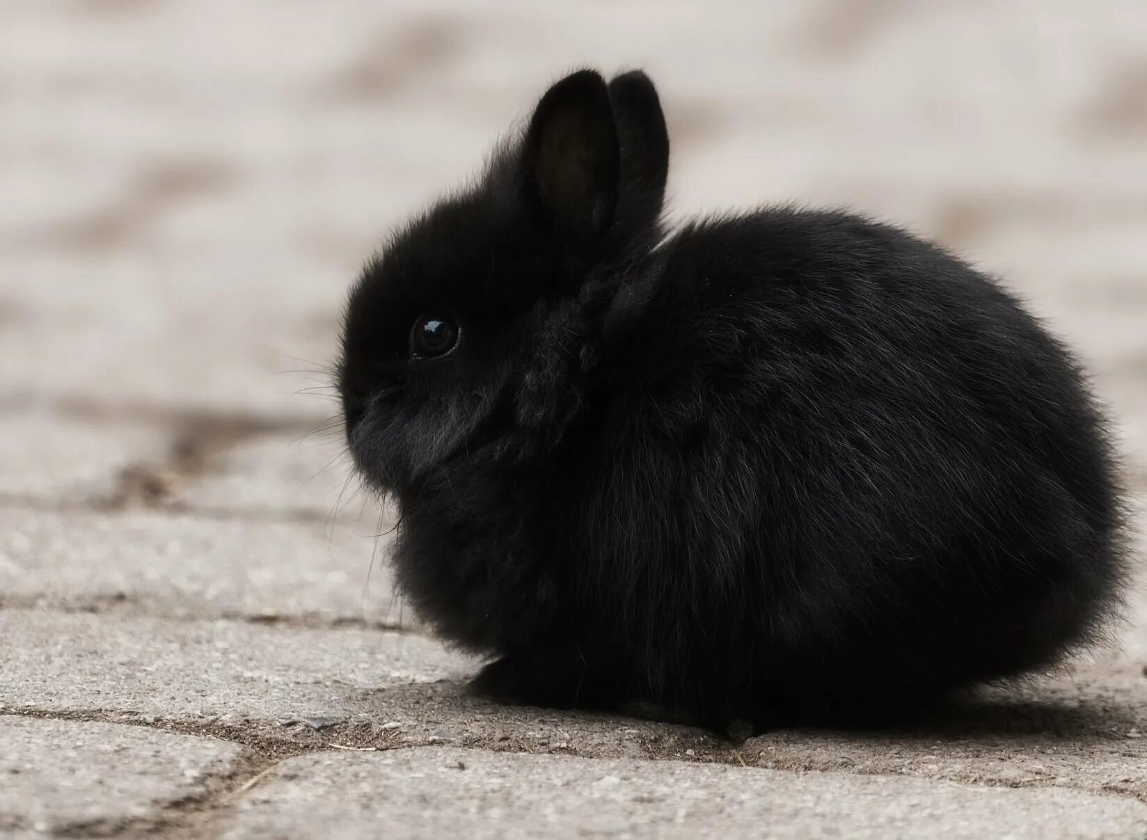 Черный кролик на английском. Карликовый кролик Пигмей. Карликовый кролик черный. Гаванский черный кролик. Карликовые крольчата черные.