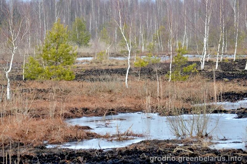 Святое болото. Священное болото. Святые болота. Храм на болотах восстанавливающийся. Святое болото и Николо-остров.