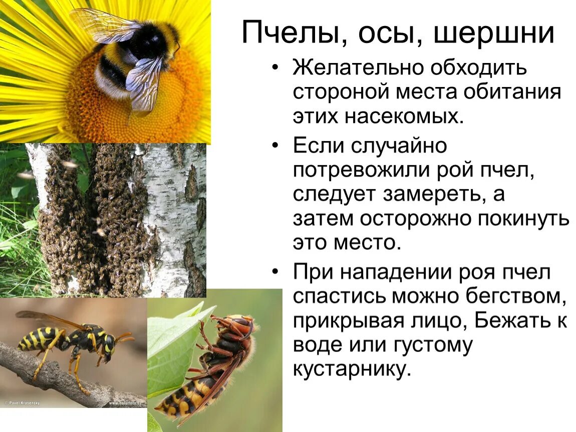 Пчела какая среда обитания. Место обитания осы. Места обитания пчел. Шершень презентация. Шершень опасности в лесу.
