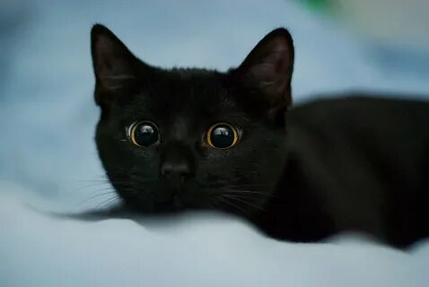 Кота зовут мурзик